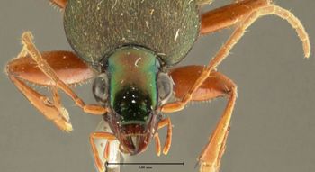 Media type: image;   Entomology 32992 Aspect: head frontal view 3